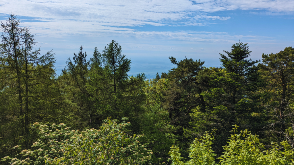 Blick in einen Wald mit blauem Himmel und weiter Sicht